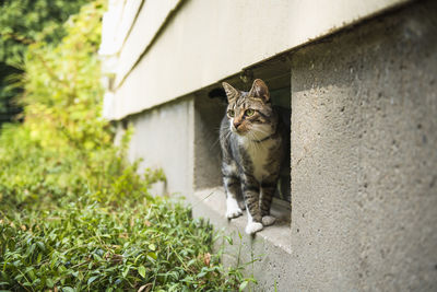 House cat prowling the home garden in summer