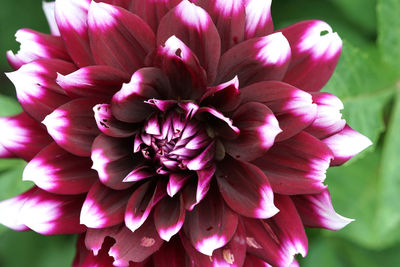 Dahlia close up