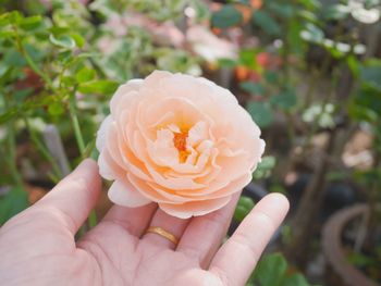 Close-up of hand holding flower