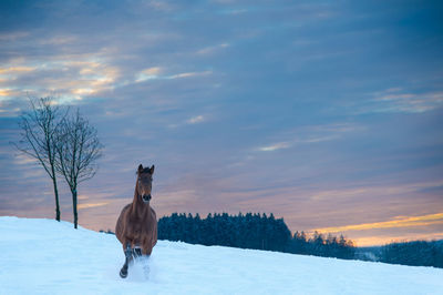 Horse of the breed westphalian gallops through deep snow. the snow splashes up. 