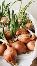 High angle view of vegetables on plant