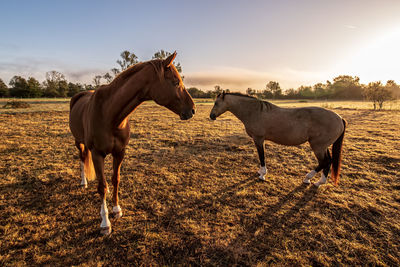 Horse standing in ranch