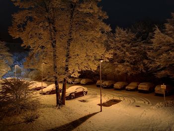 Trees on snow covered landscape at night