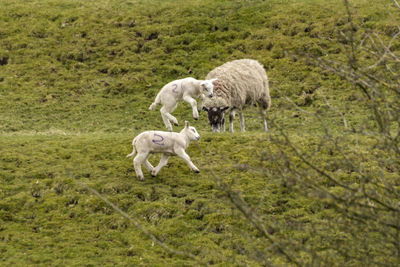 Sheep grazing in pasture