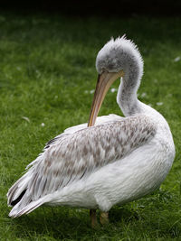 Close-up of pelican on grass