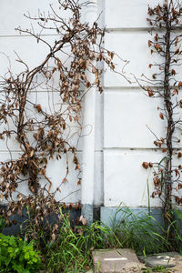 Ivy growing on wall against building