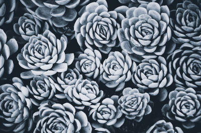 Full frame shot of white roses