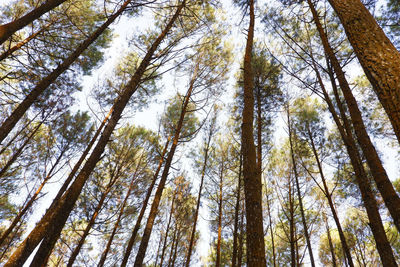 Low angle view of bamboo trees