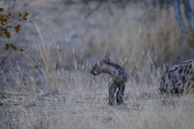 Full length of a cat on field