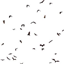 Flock of birds in the sky