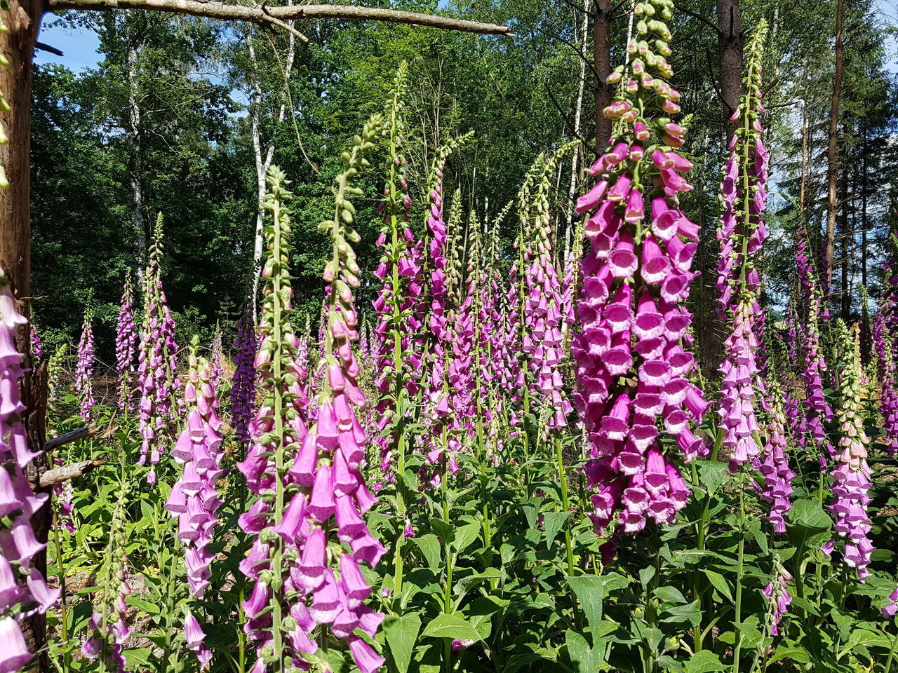 PINK FLOWERS HANGING ON TREE