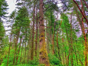 Low angle view of bamboo trees in forest