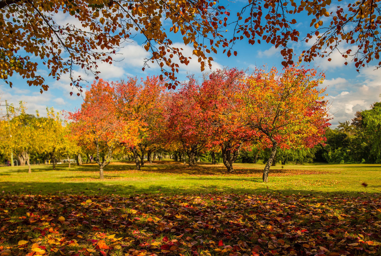 SCENIC VIEW OF AUTUMNAL TREES