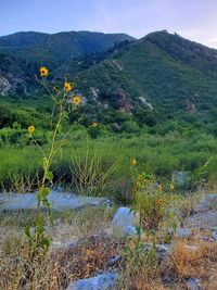 Scenic view of grassy field by mountain against sky