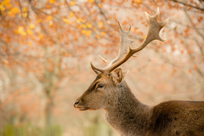 Side view of deer in dunham park during autumn