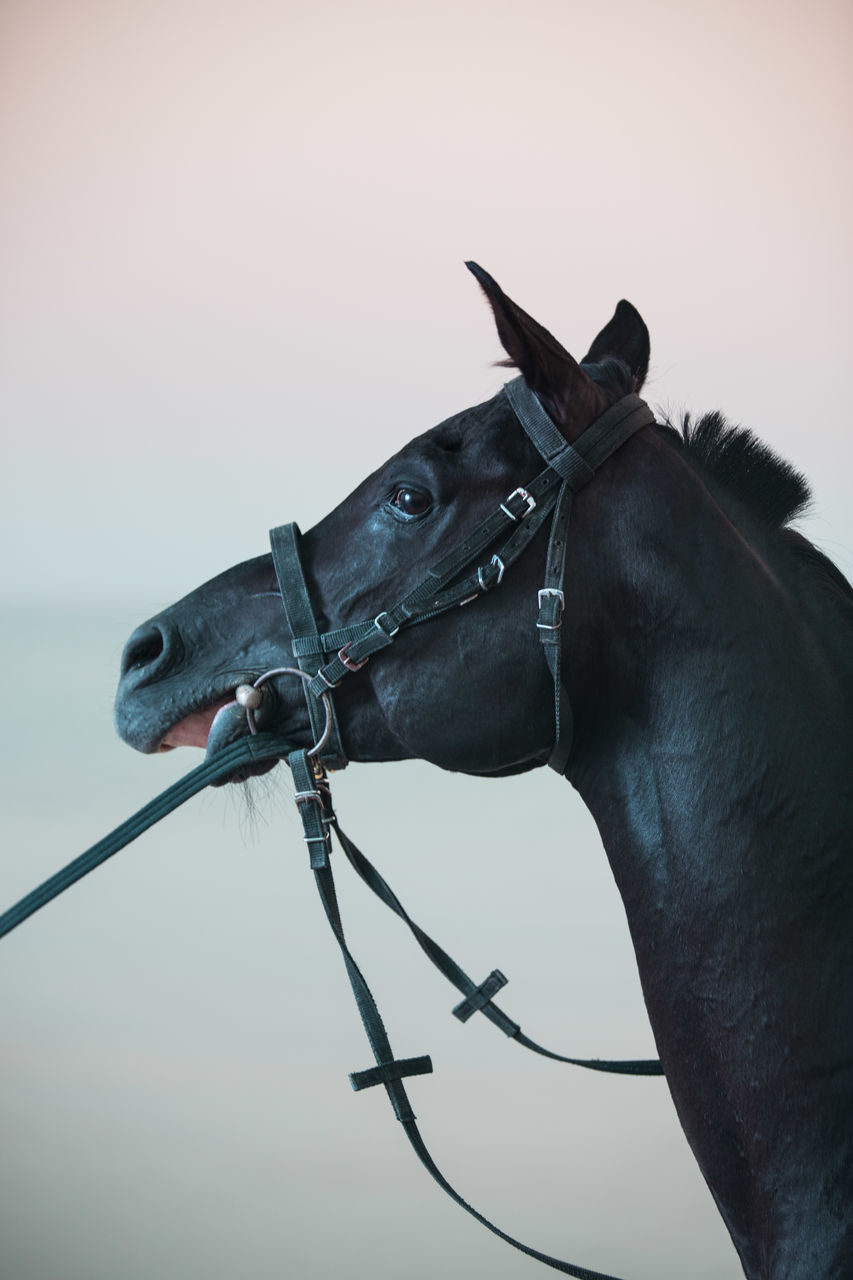 domestic animals, pets, animal, domestic, mammal, animal themes, vertebrate, horse, one animal, livestock, animal wildlife, bridle, sky, no people, herbivorous, animal head, working animal, animal body part, copy space, clear sky, outdoors