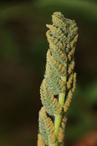 Close-up of fern