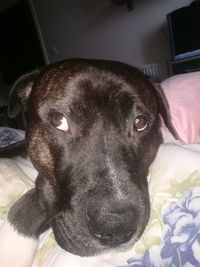 Close-up portrait of dog lying on bed at home