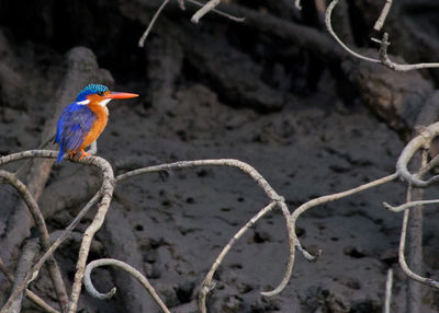 Malachite kingfisher perching plant