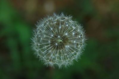 Close-up of dandelion against blurred background