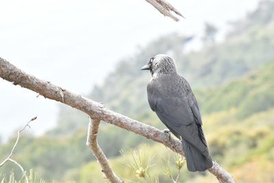 Low angle view of bird perching on branch