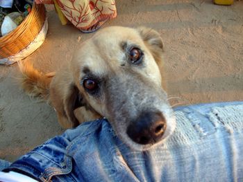 Low section of man with dog