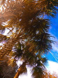 Low angle view of palm tree against sky