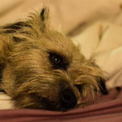 Close-up portrait of dog relaxing on bed at home