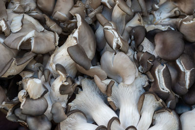 High angle view of sheep for sale in market