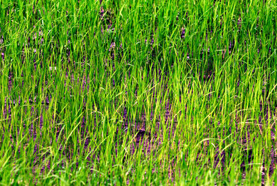 Full frame shot of fresh green field