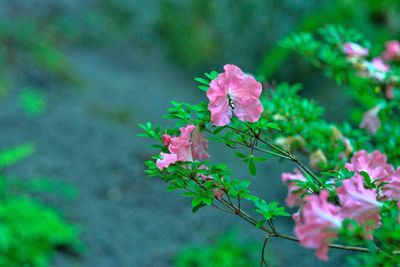 Close-up of pink flowers
