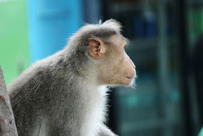 Close-up of monkey