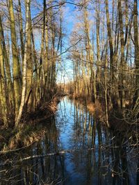 Reflection of trees in lake against sky