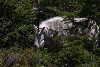 View of an animal on land