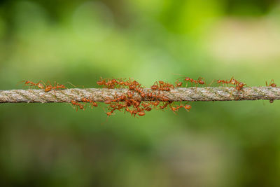 Close-up of barbed wire on plant