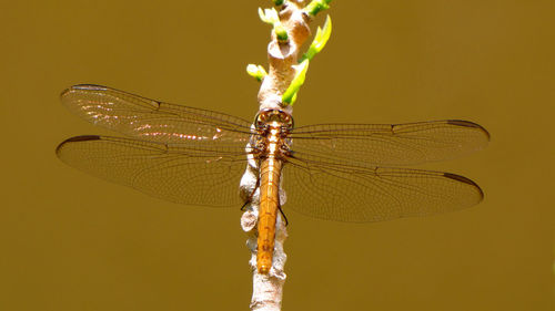 Close-up of dragonfly on plant