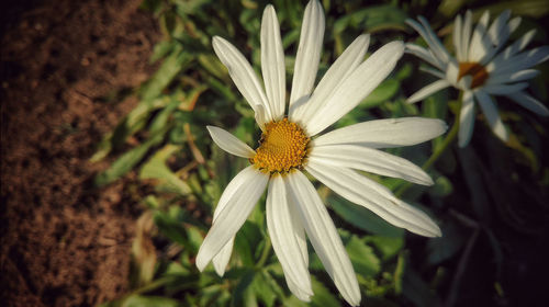 Close-up of flower blooming in field