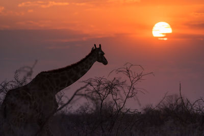 Silhouette of tree during sunset