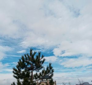 Low angle view of tree against cloudy sky