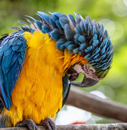 pet