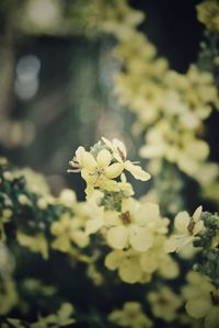 Close-up of flowering plant