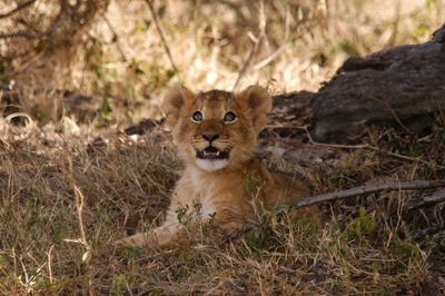 Baby lion living in masai mara, kenya