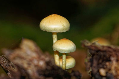 fungus