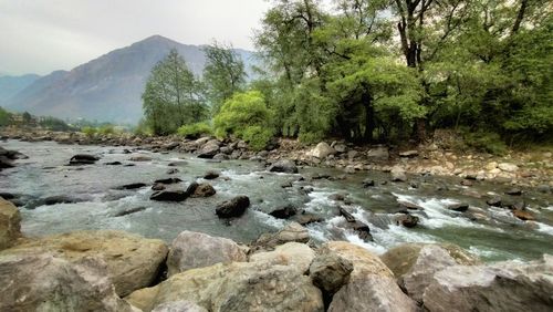 Scenic view of river stream amidst trees
