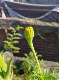 Close-up of yellow flowering plant