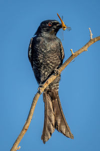 Fork-tailed drongo with catchlight holds dead dragonfly