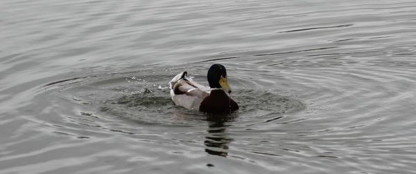 High angle view of ducks swimming on lake