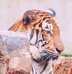 Close-up of cat
