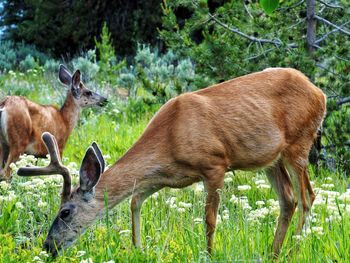 Deer standing in a forest