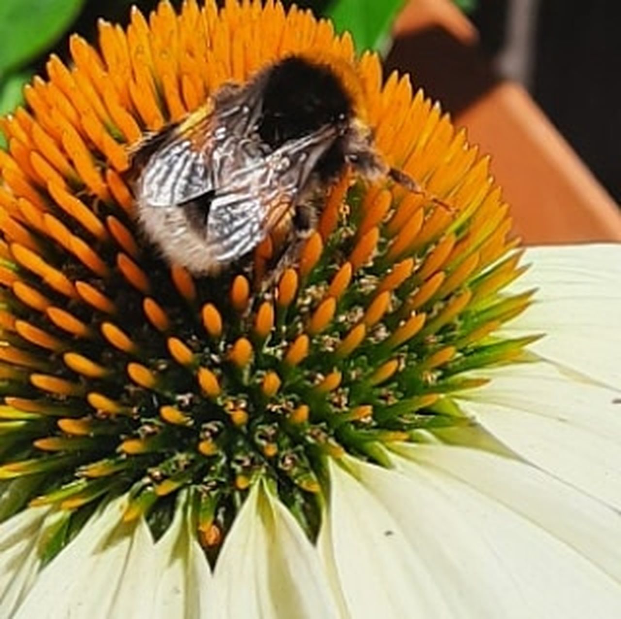 flower, animal themes, flowering plant, animal, beauty in nature, plant, animal wildlife, close-up, one animal, bee, nature, insect, freshness, honey bee, no people, wildlife, flower head, macro photography, petal, pollen, fragility, focus on foreground, macro, pollination, outdoors, growth, extreme close-up, yellow